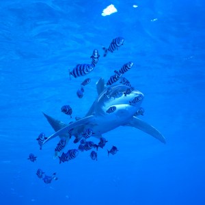 IMG_20170715_111528_095